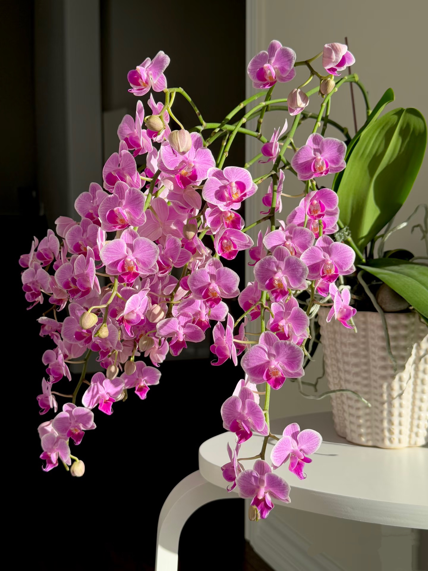 带侧枝带花苞开花机器2-3花剑 【瀑布】蝴蝶兰 爆花品种