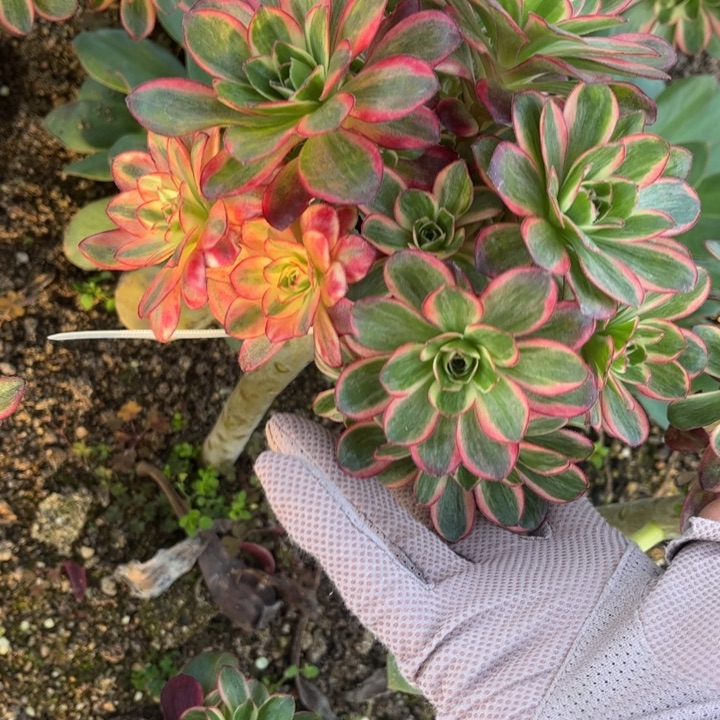 433魅金玫瑰锦多肉砍头