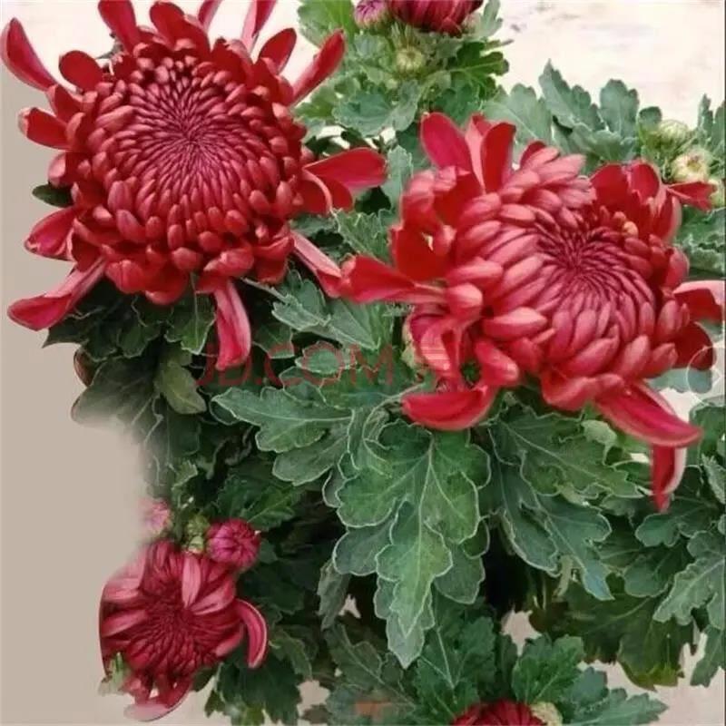 【带花苞发货】红绣球   菊花盆栽多年生耐寒耐热好养绿植花卉