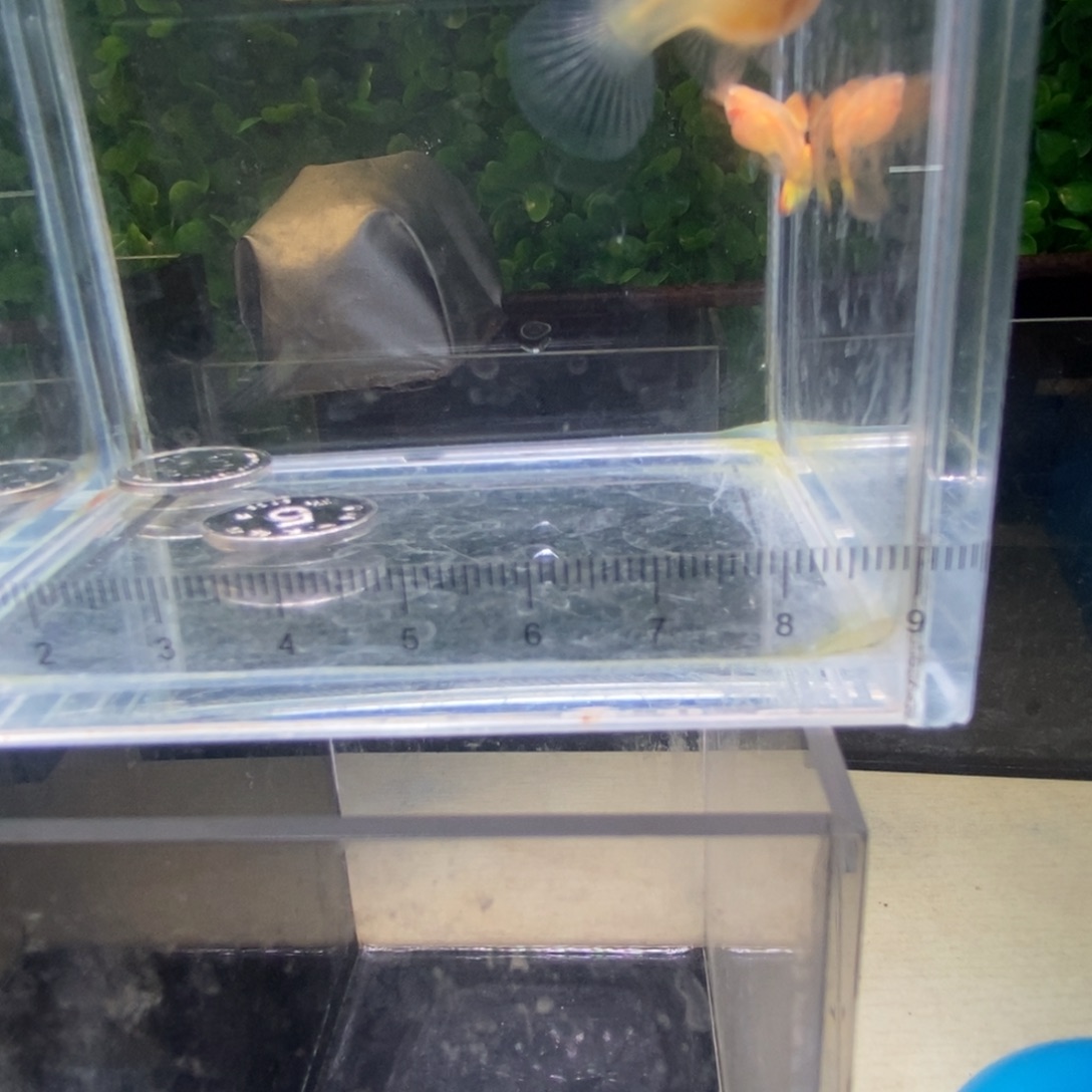 孔雀鱼白字玻璃猫一对