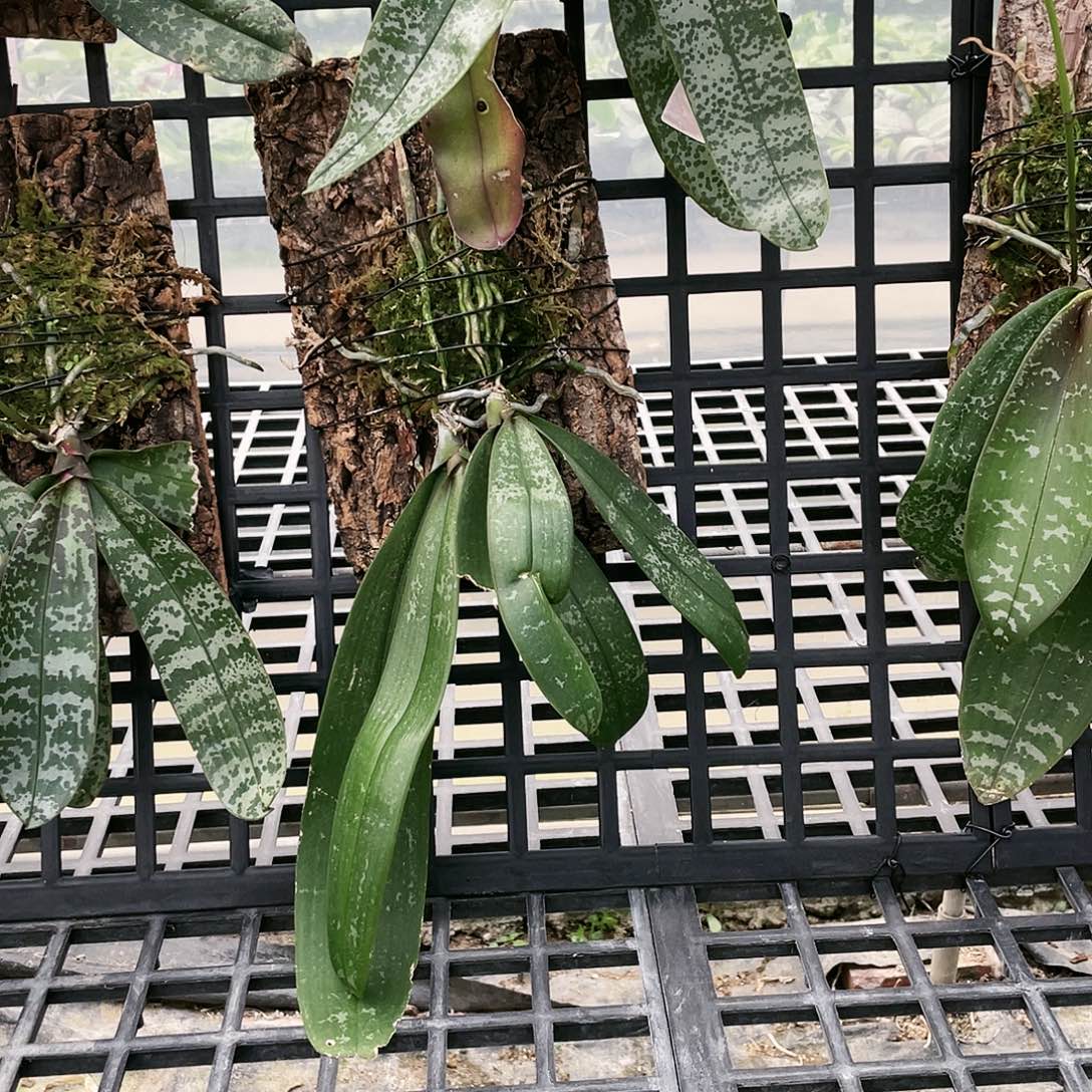 游***鱼当前无花栽培后可以开花