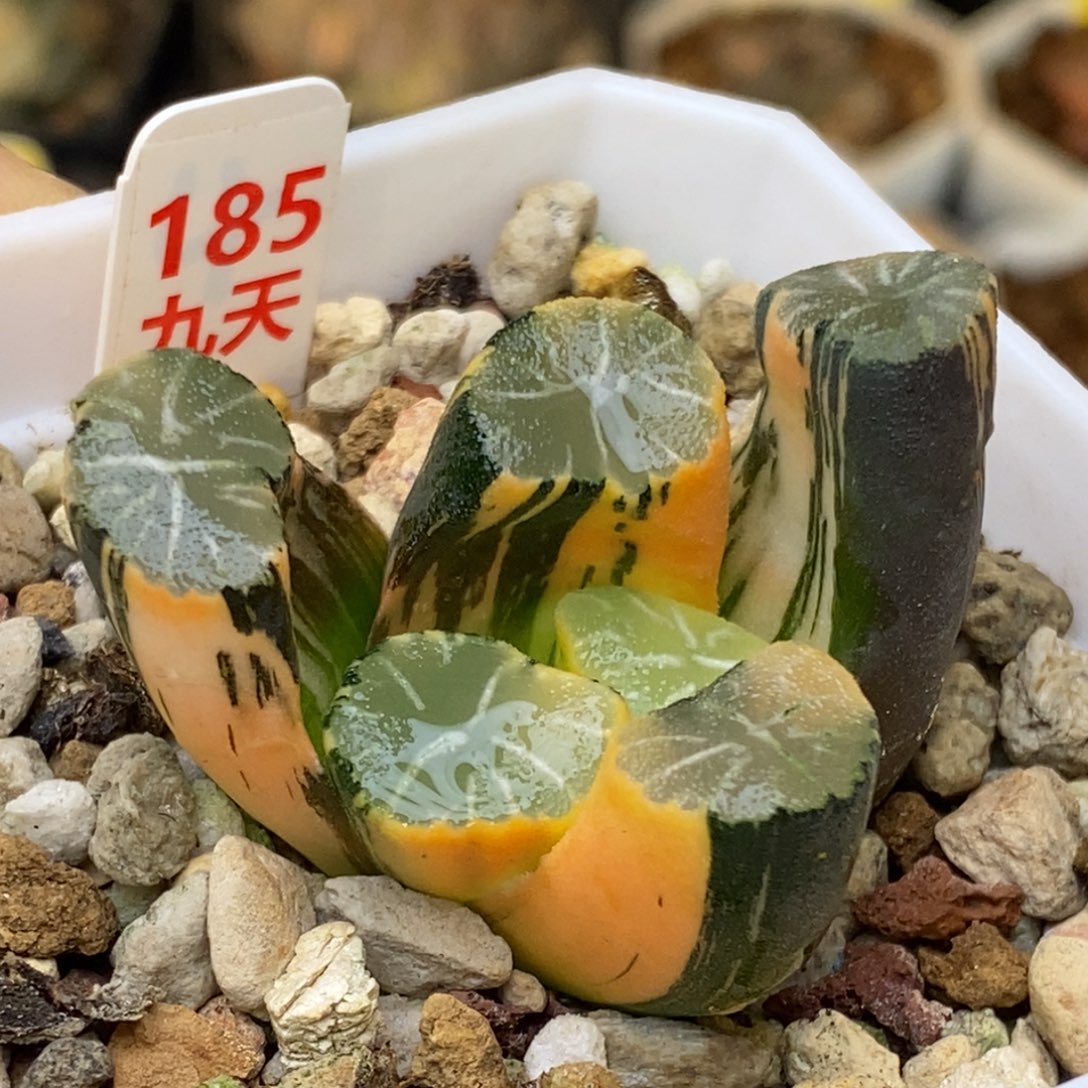 185号白妙锦万象锦