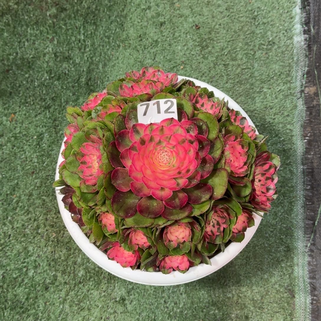 ღ**南712！红荔枝法师多肉植物