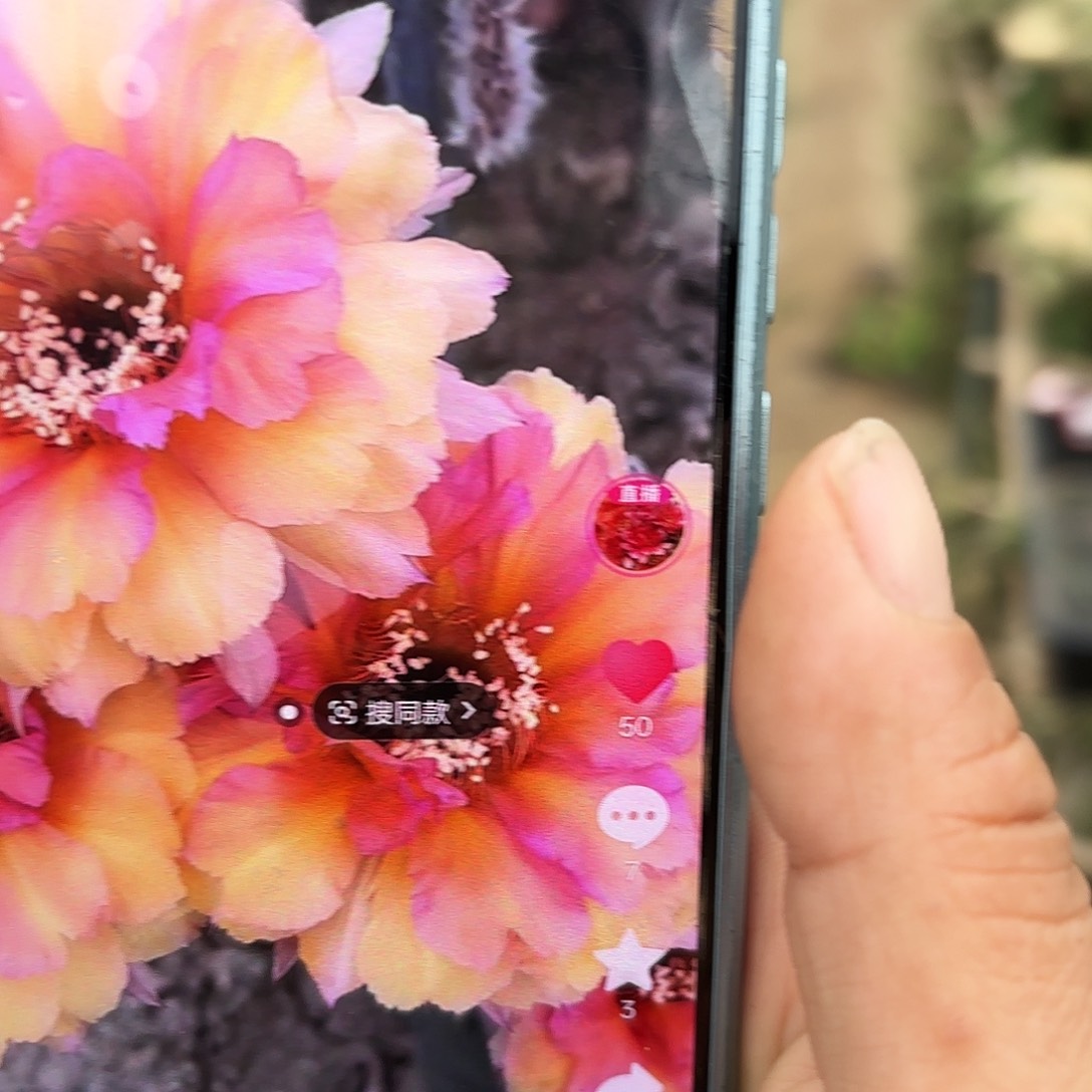 桃花眼无根侧牙四公分