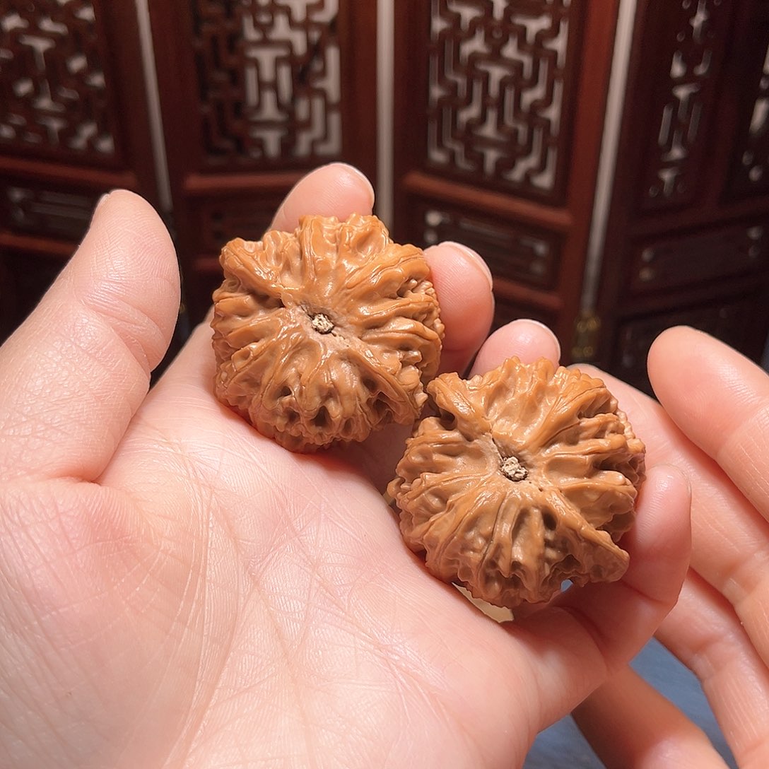 41肉球苹果，梅枝纹金钱底