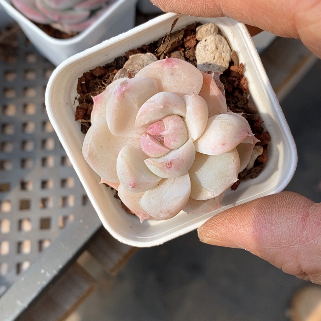 精品多肉一物一拍不包整107