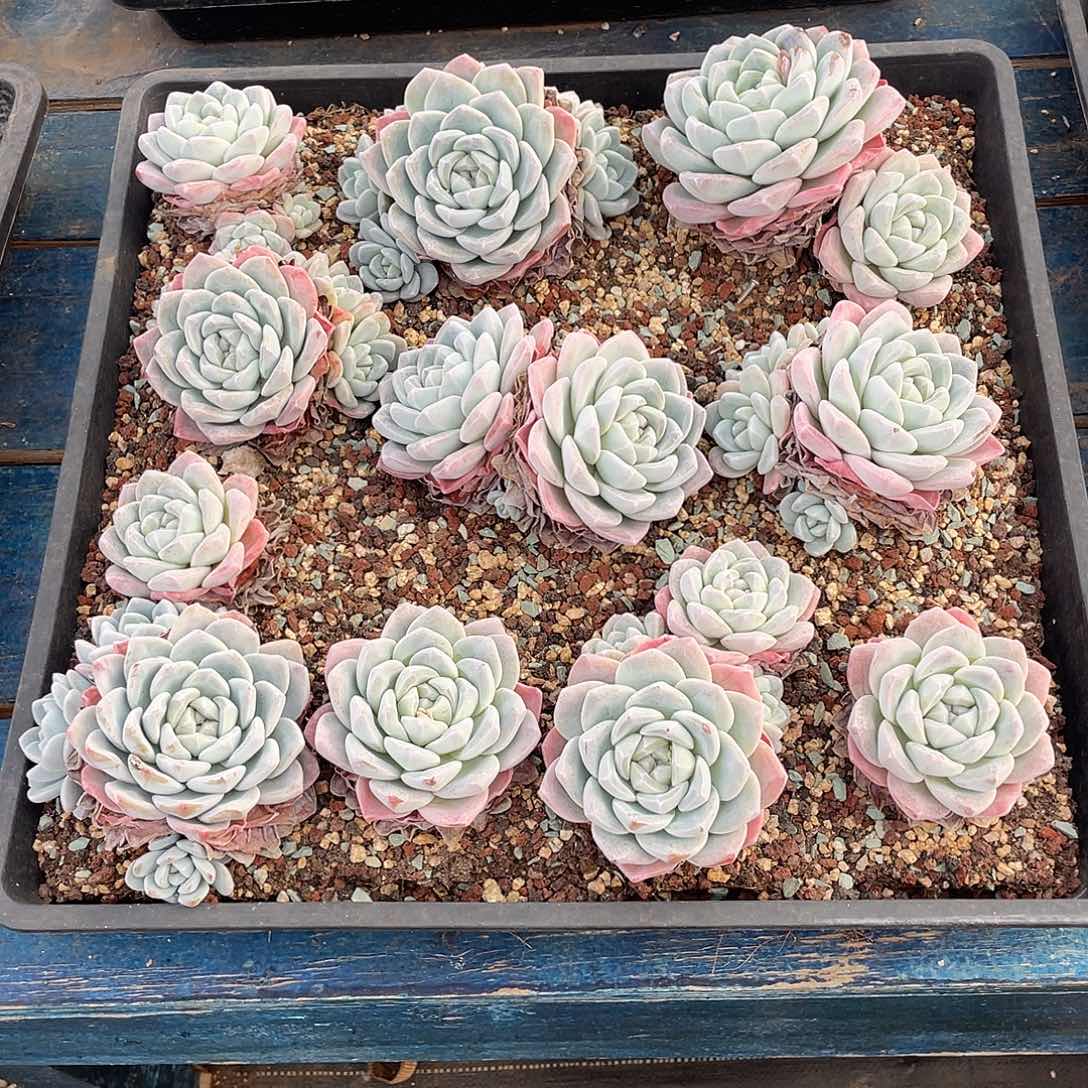 一筐冰玉福利出多肉植物一物一拍多肉