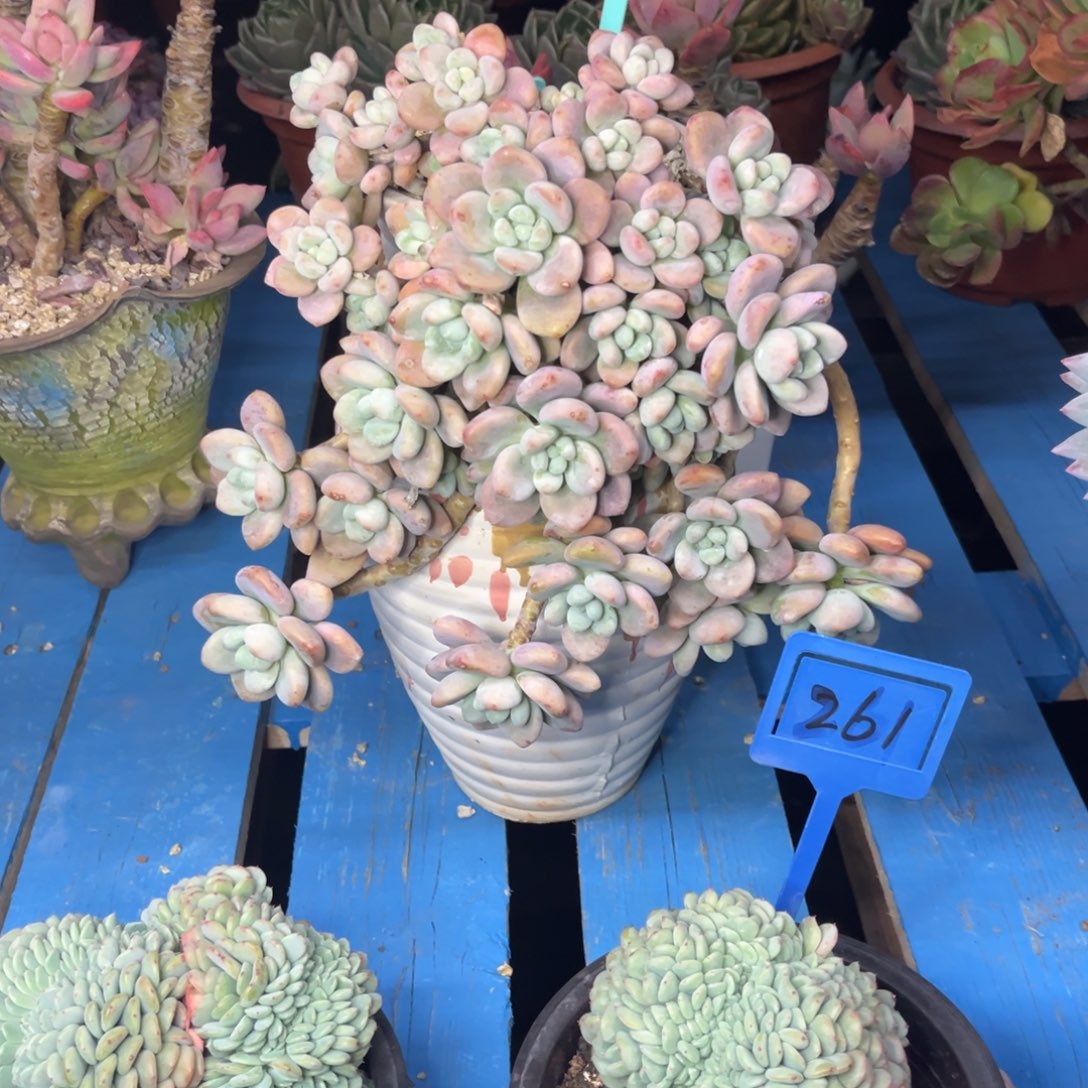 小雨多肉一物一拍洛神