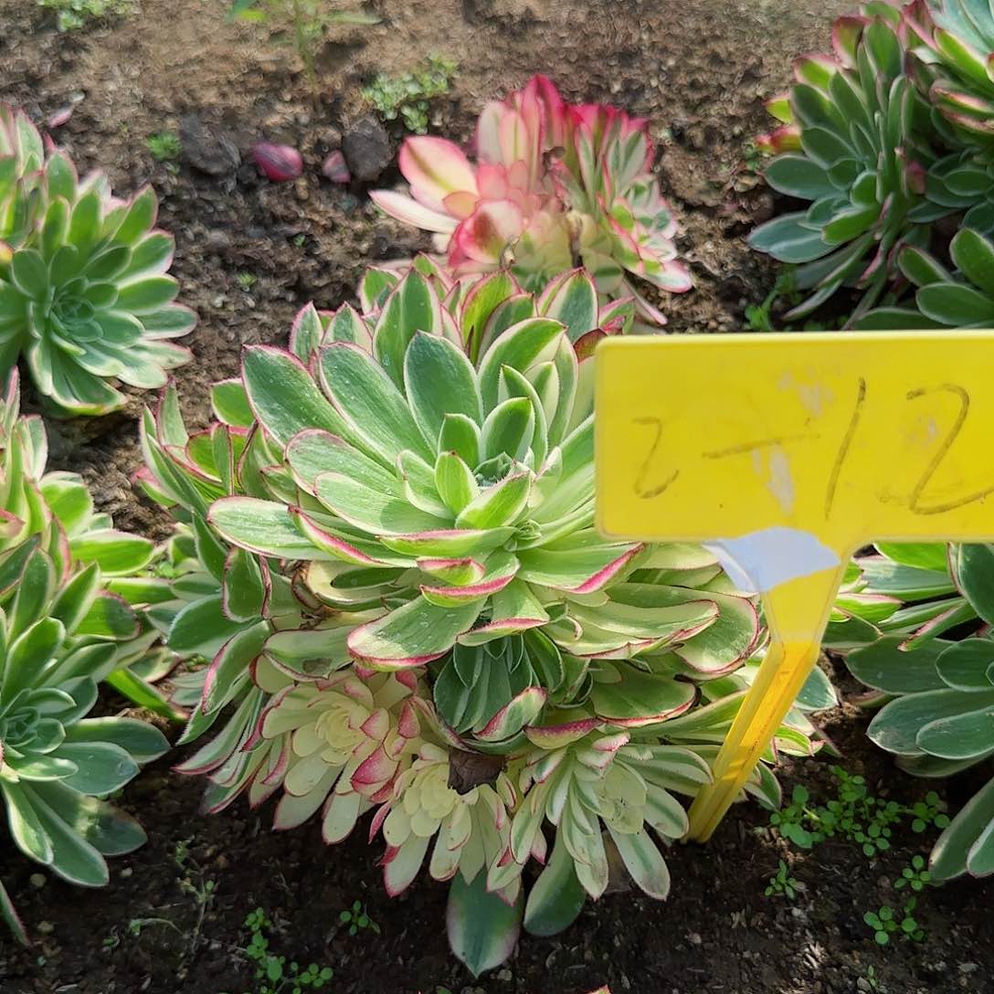 2-12+-+多头多肉植物