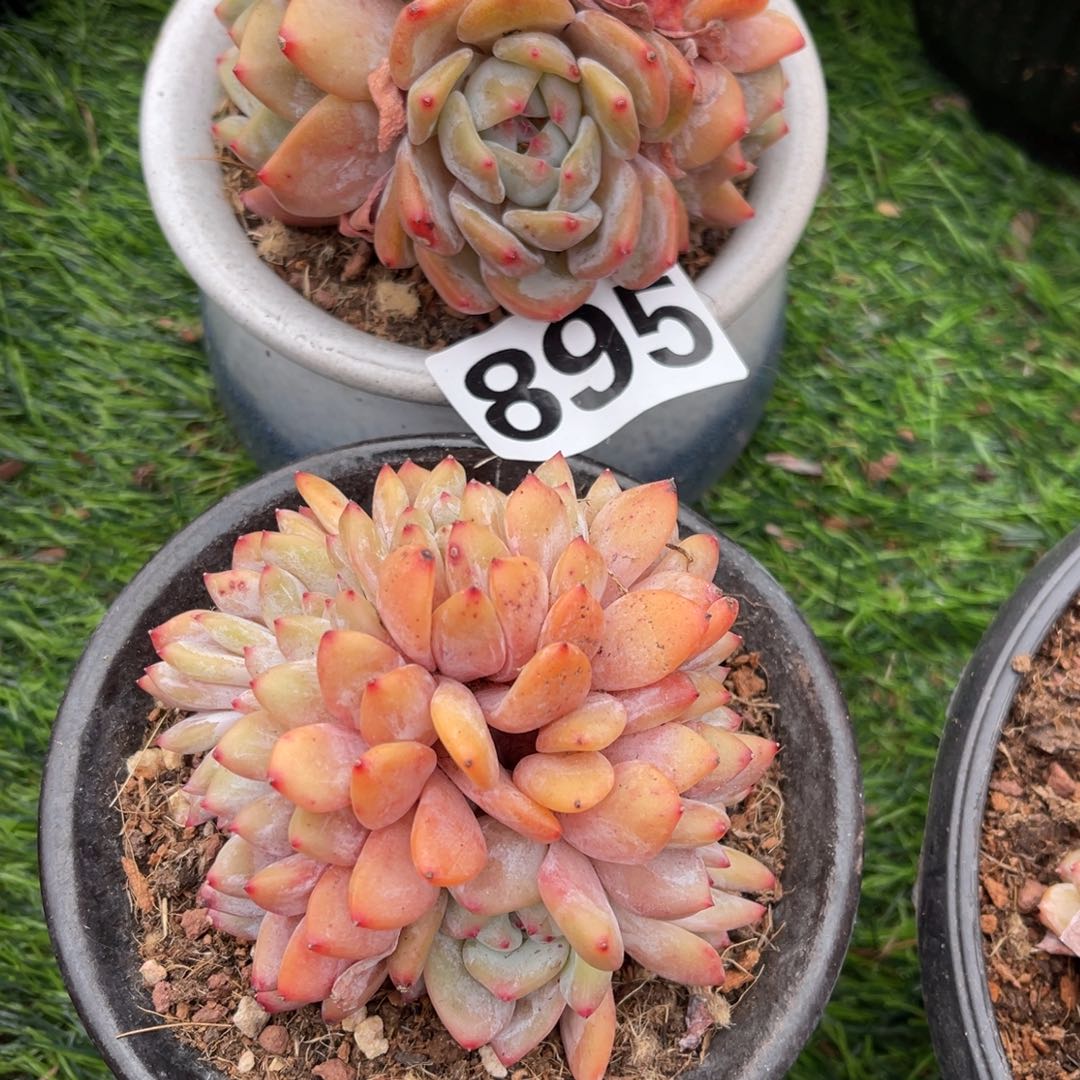 895号2颗100元，号48888