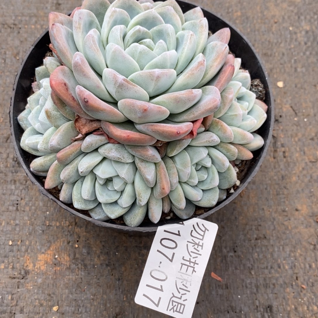 两单包邮1107-17冰玉