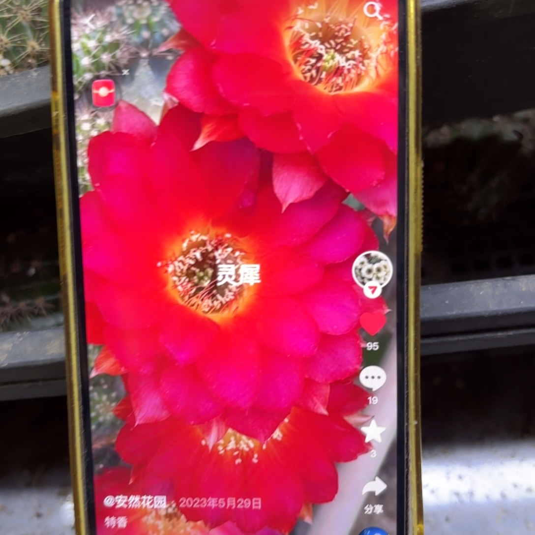 2颗丽花灵犀20包邮仙人球