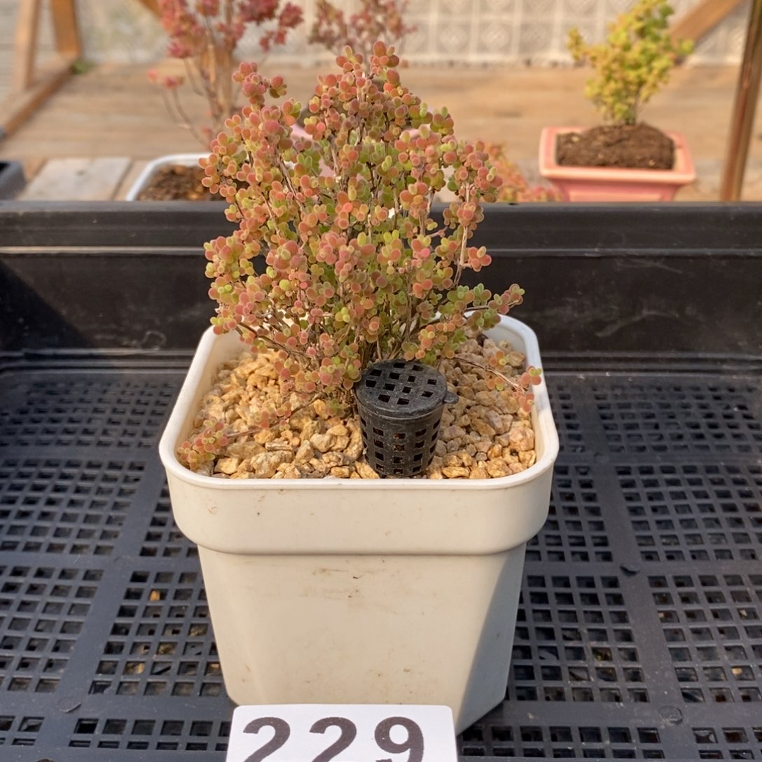 枝干蜜桔糖球来了哦229