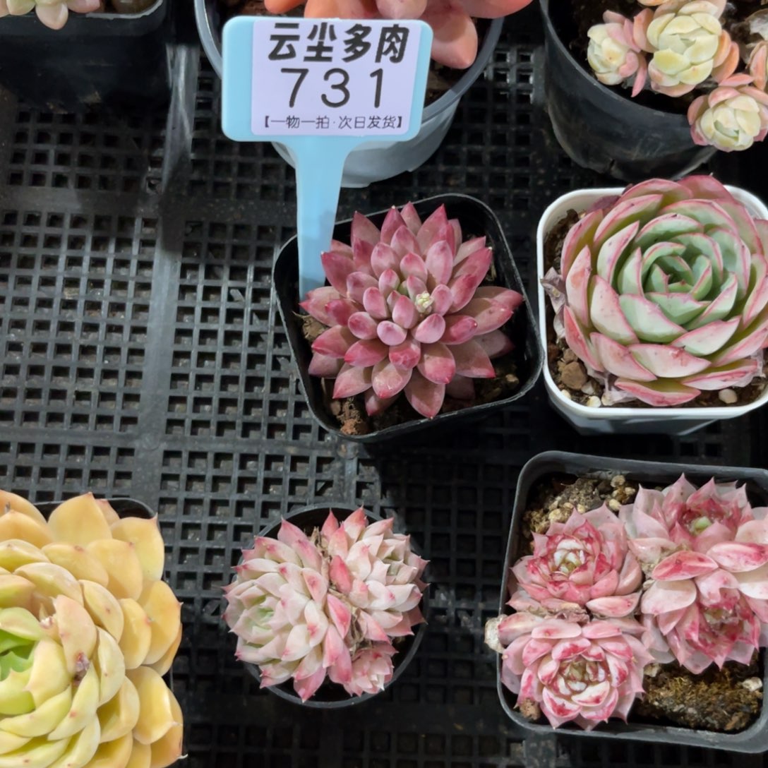 云尘多肉一物一拍731