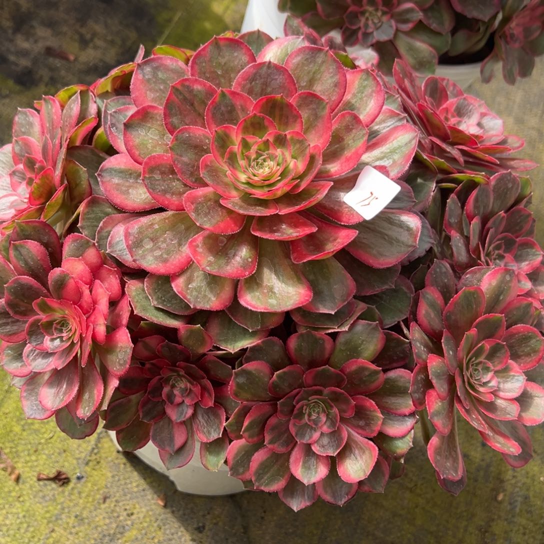 75拉菲皇后多肉椅子