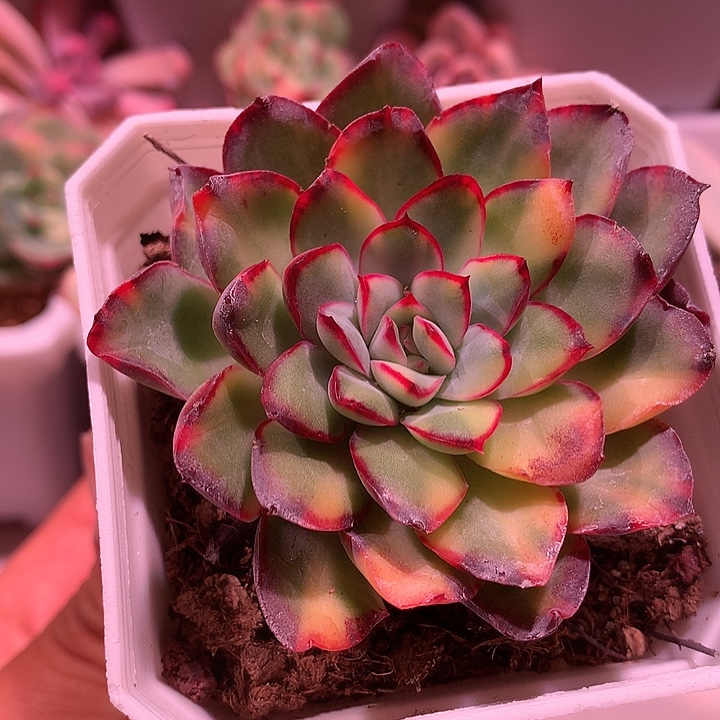 墨西哥灵隐锦锦锦锦锦