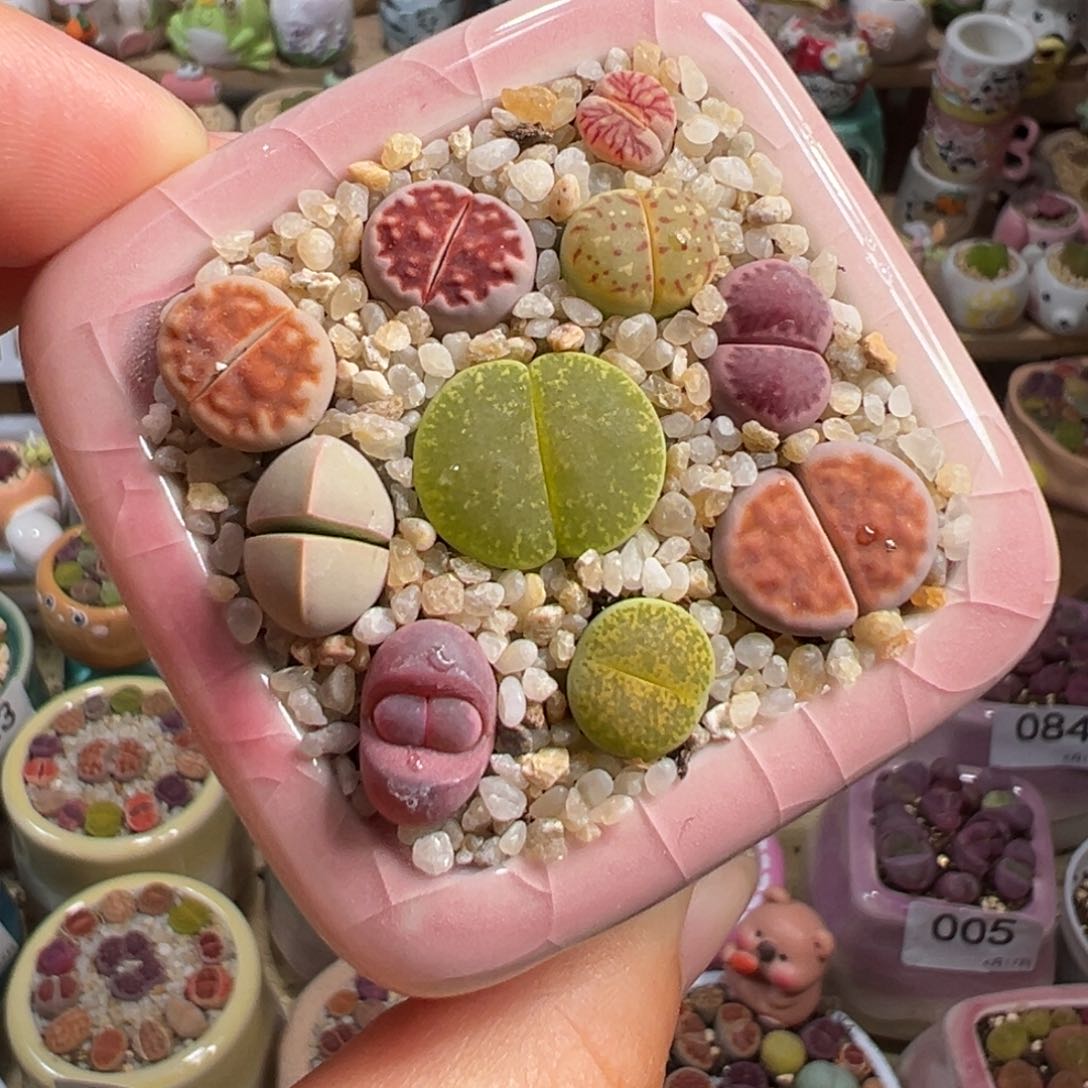 多肉植物122号福利