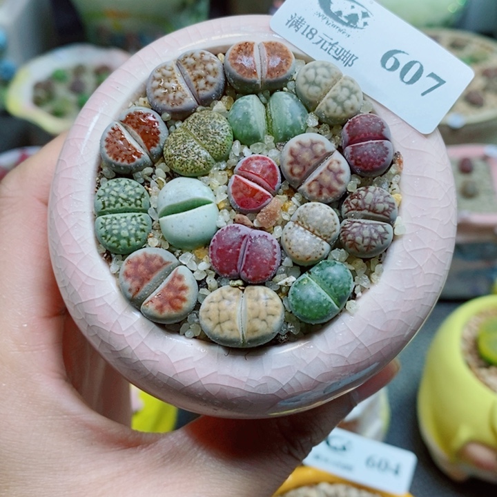 生石花花花花花花花607