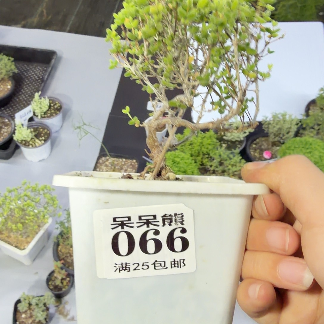 闪电购花卉园艺028