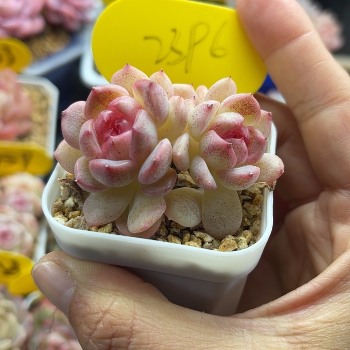 琴心双头2396。     