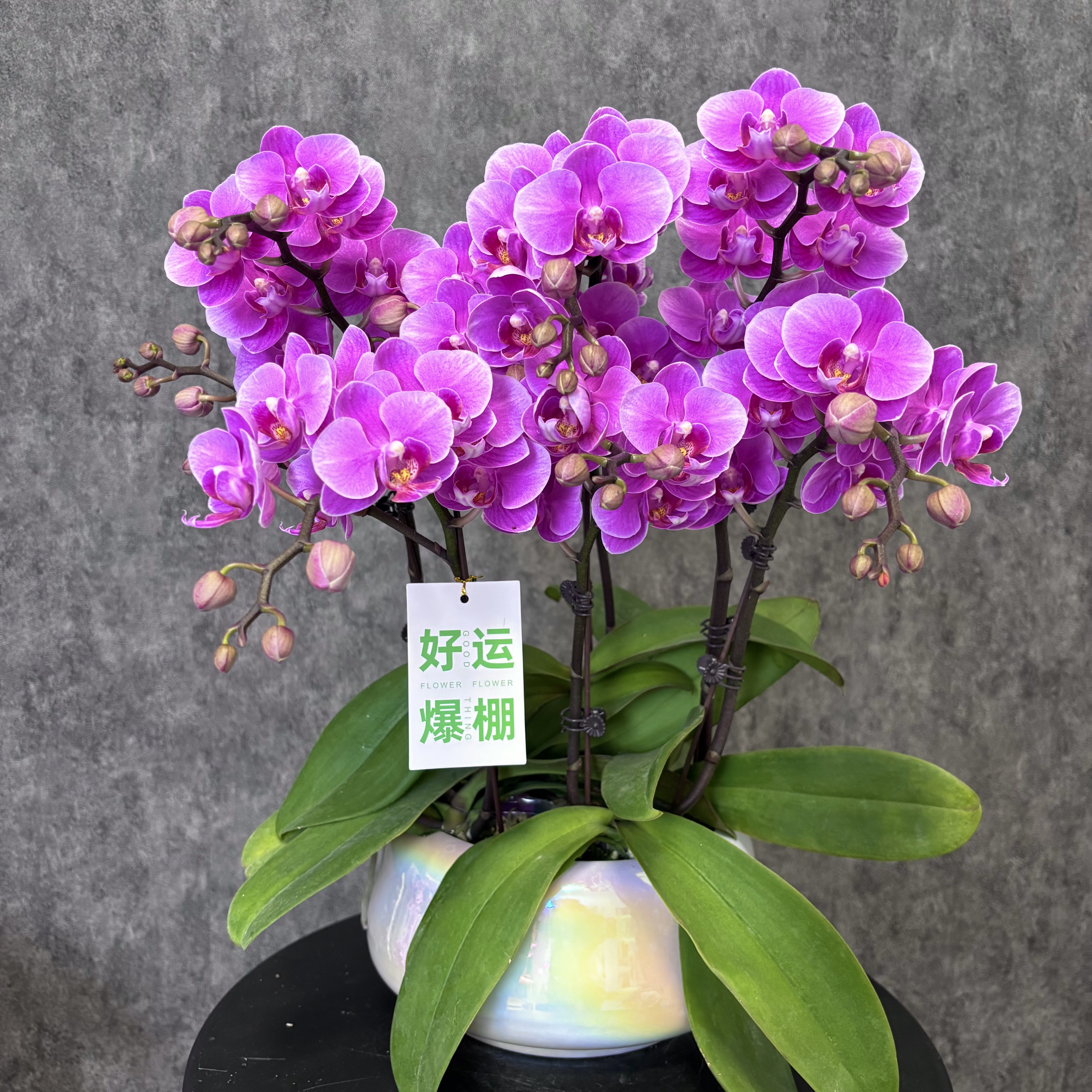 【紫霞-蝴蝶兰】高端鲜花 定制款 易养花期长 送礼 家居摆件