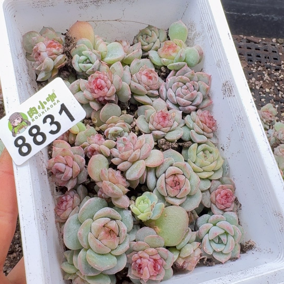 日****多肉植物多肉植物