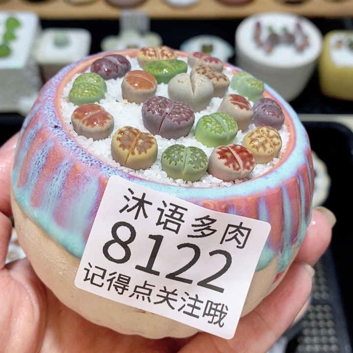 带盆土植物 精美盆栽8122