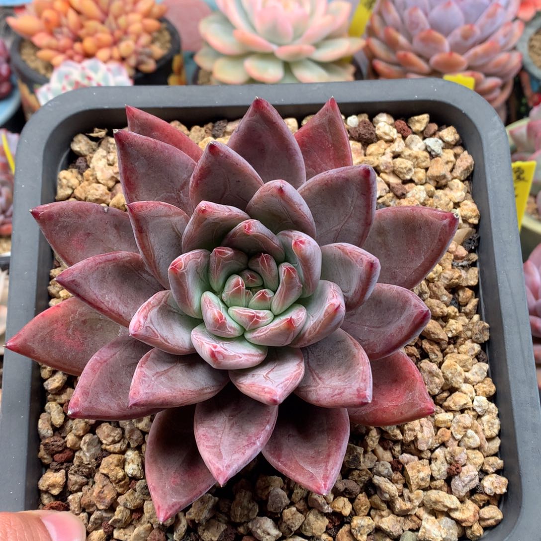 我们家的小仙女们