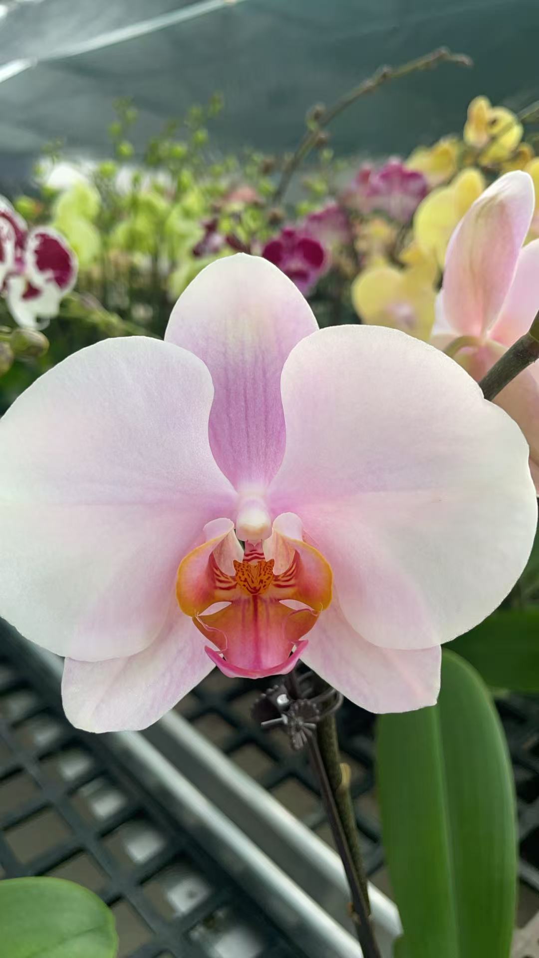 【晚风】～蝴蝶兰网红粉白色好养活趣味花剑花苞客厅客内观赏