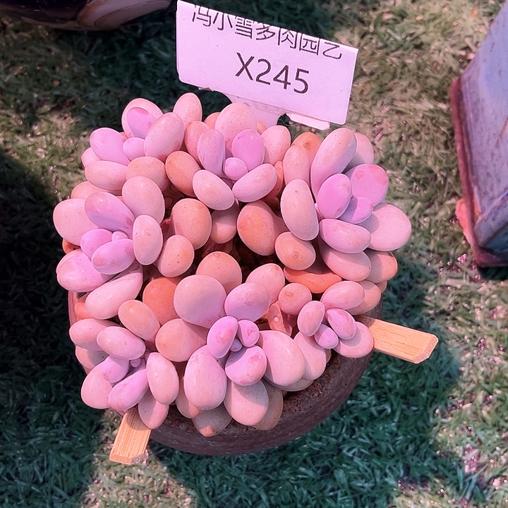 我是第一百个为玉童子应援哒