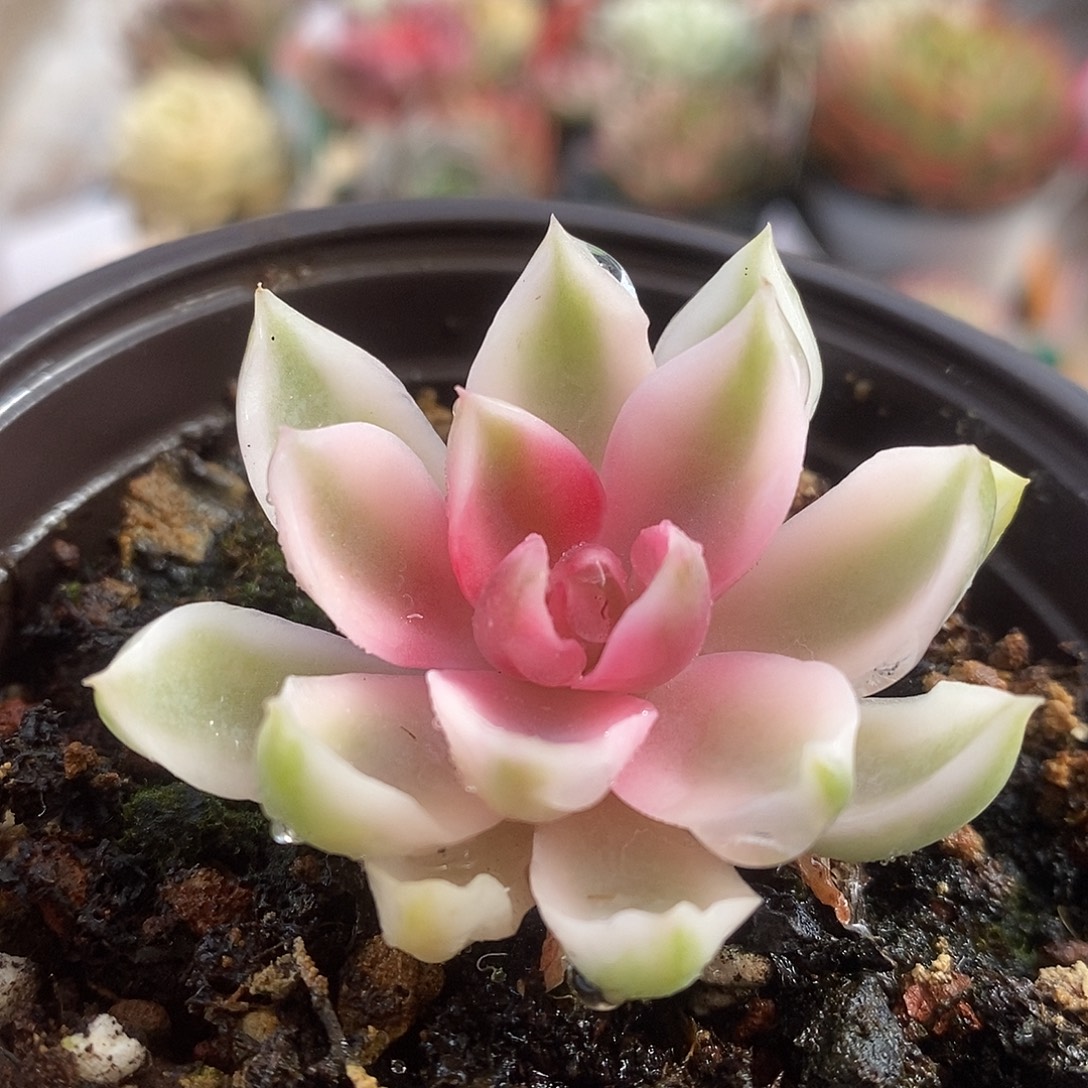 428琼斯哈哈哈哈哈哈哈