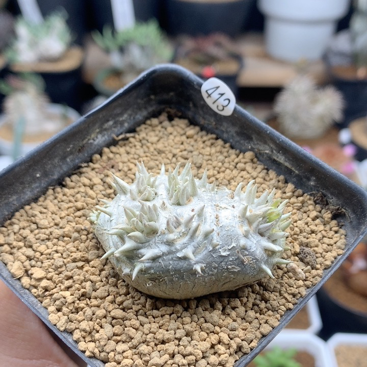 惠比须笑母本带盆413