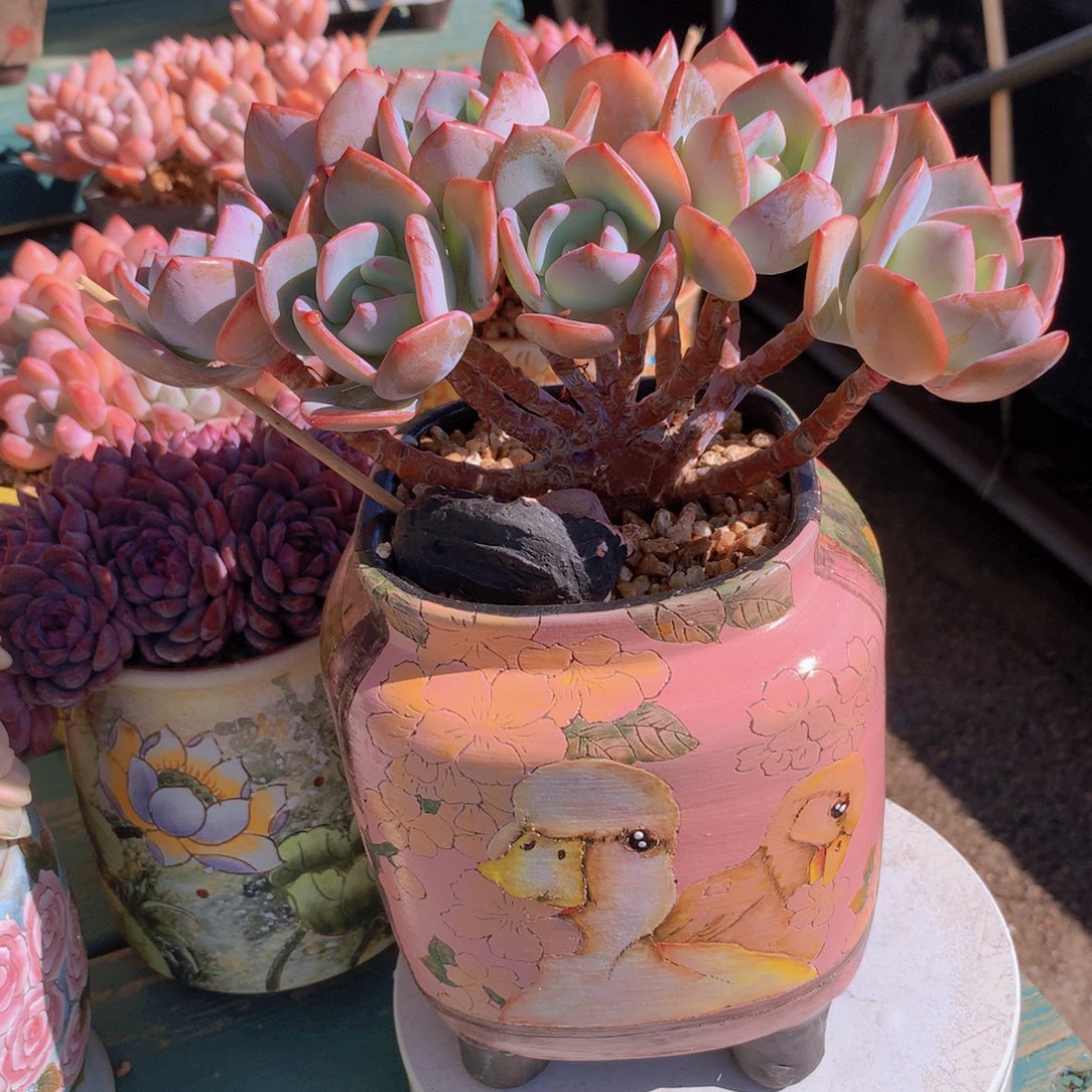 白月光朵朵无砍自然群