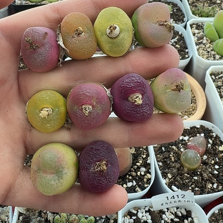 老马生石花毛毛1324