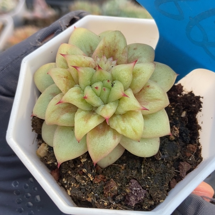 862玛利亚锦多肉植物保护