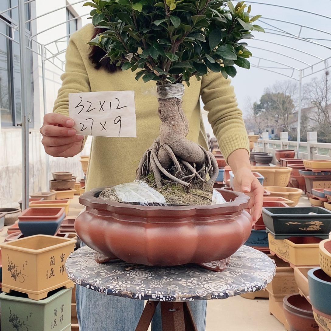 紫砂花盆紫砂花盆