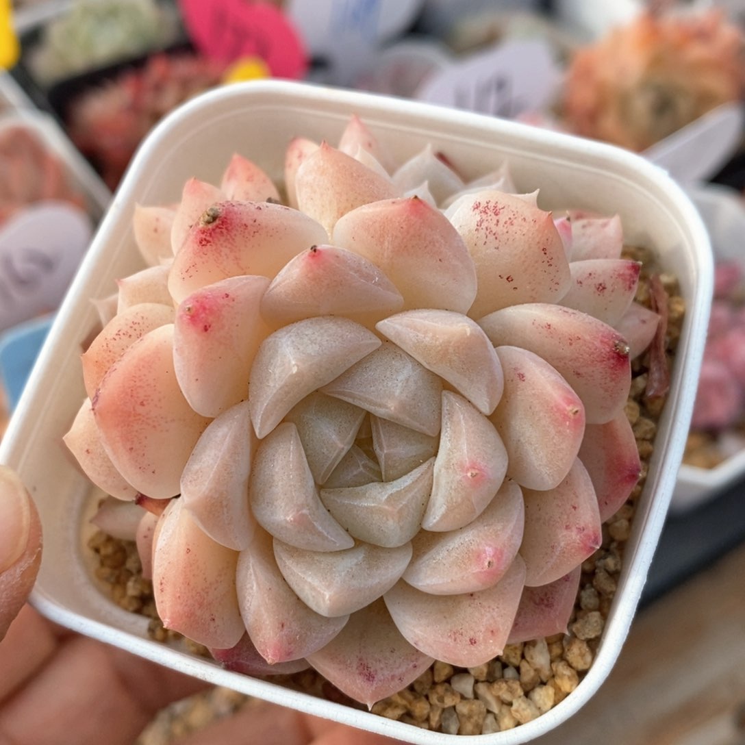 精品多肉一物一拍不包整94