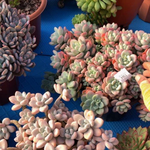 慢***?1364红洛神多肉