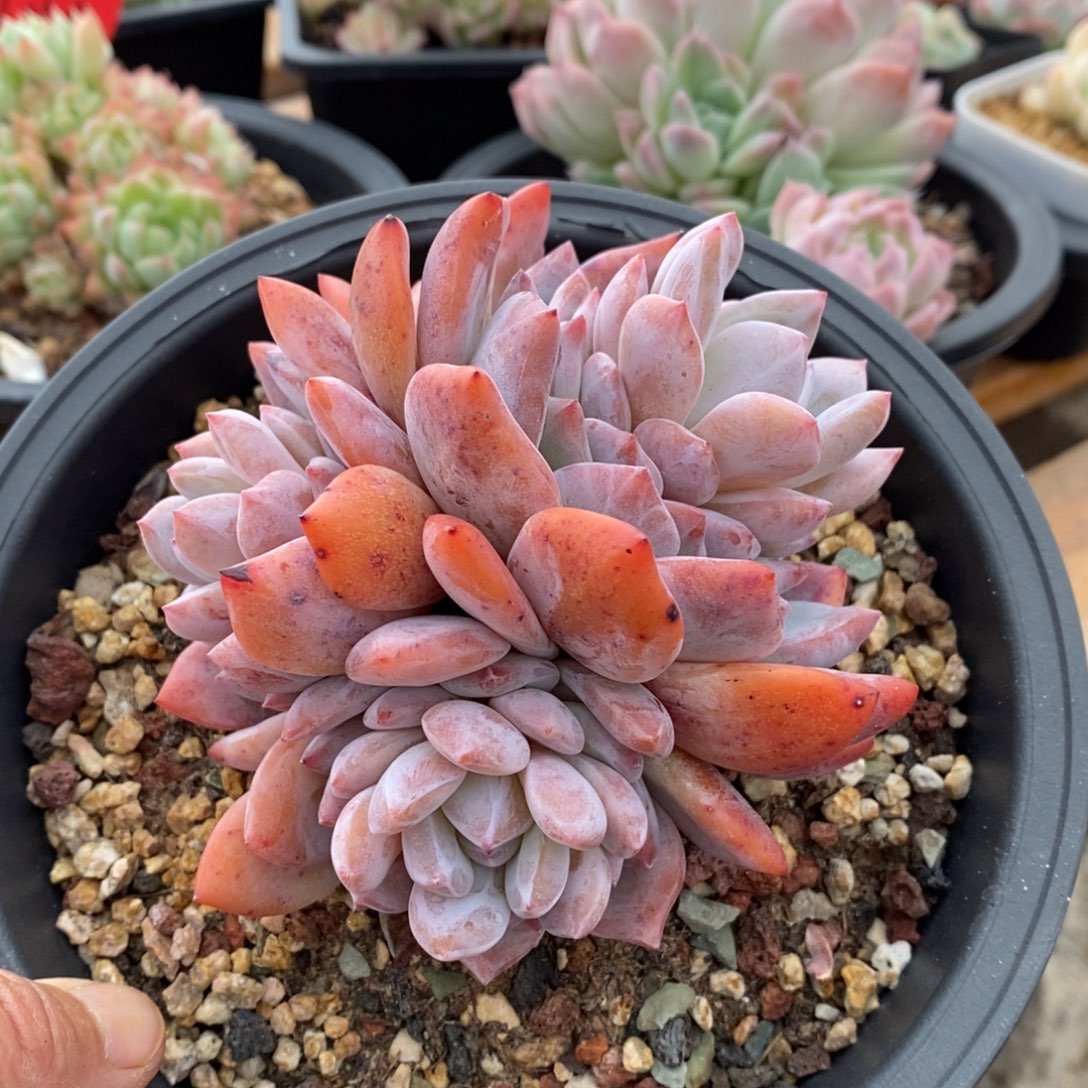 精品多肉一物一拍不包整152