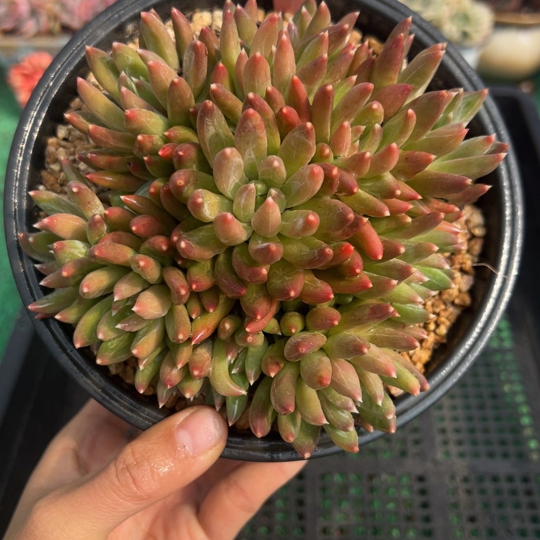 表妹精品多肉植物122.