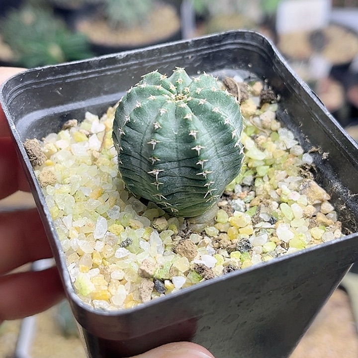 实生萝卜根明石丸2.7公分