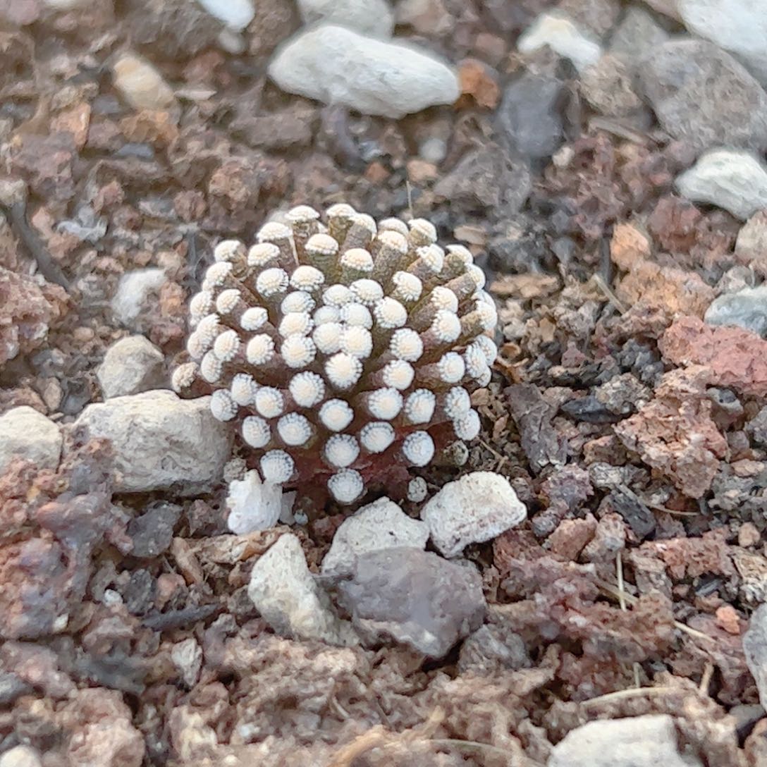 实生 松针牡丹仙人球