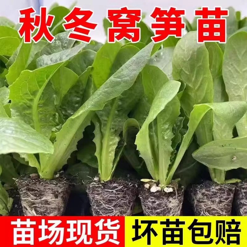 【寿光正版种苗】青皮青肉莴笋秧苗带土发货秋冬耐寒蔬菜苗阳台种植