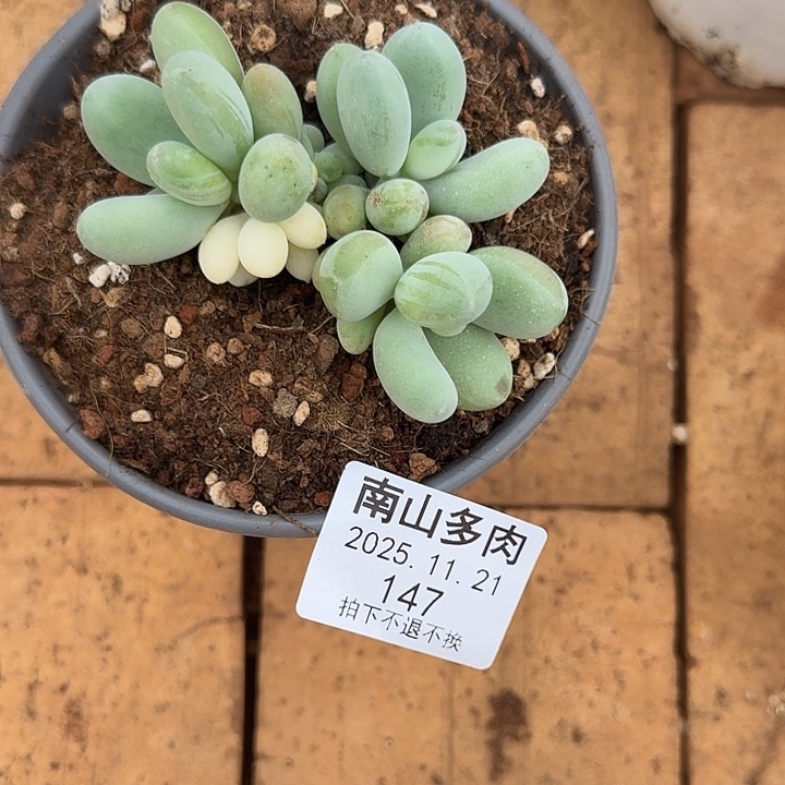 大***糖美人锦111111121-147