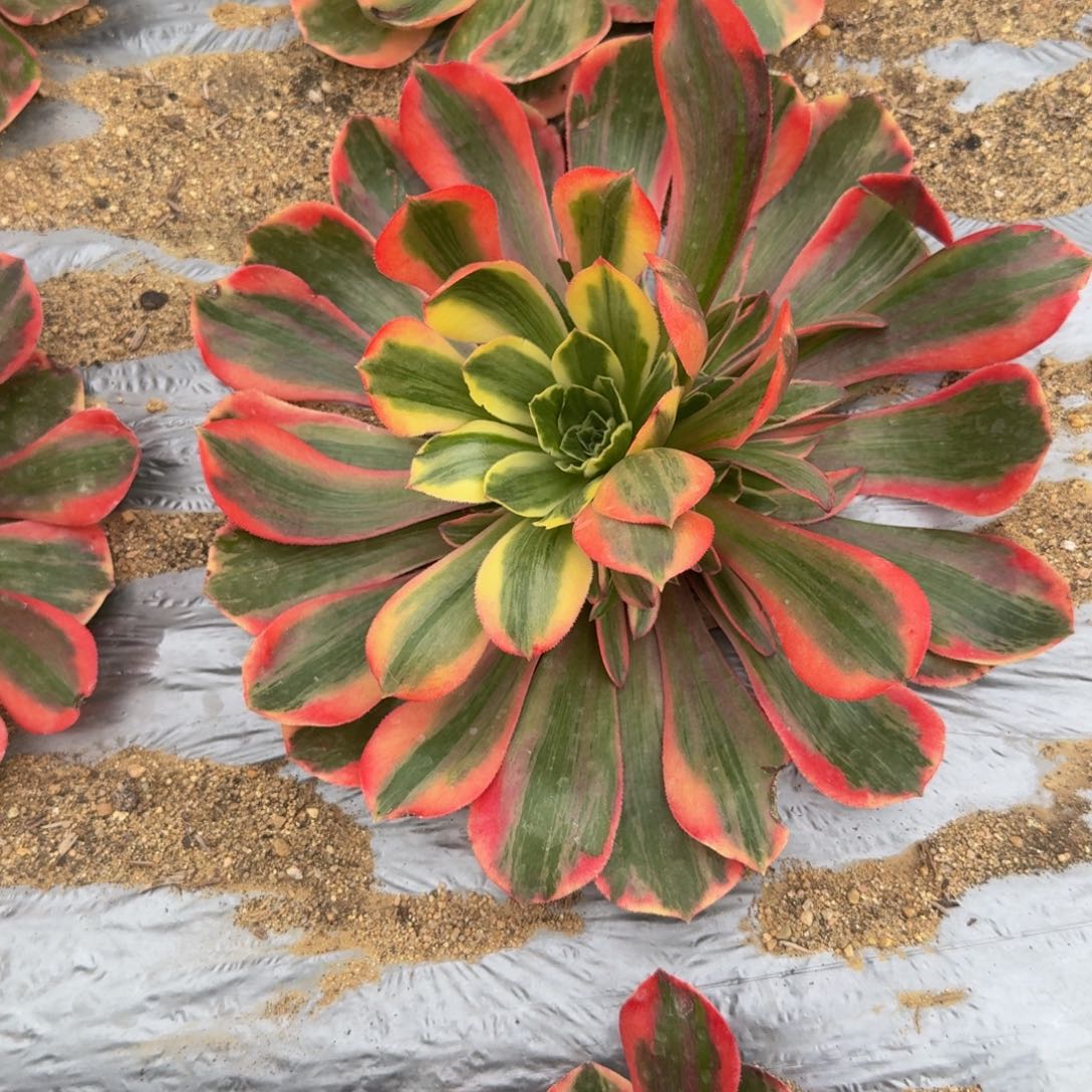 女妖一个。多肉植物
