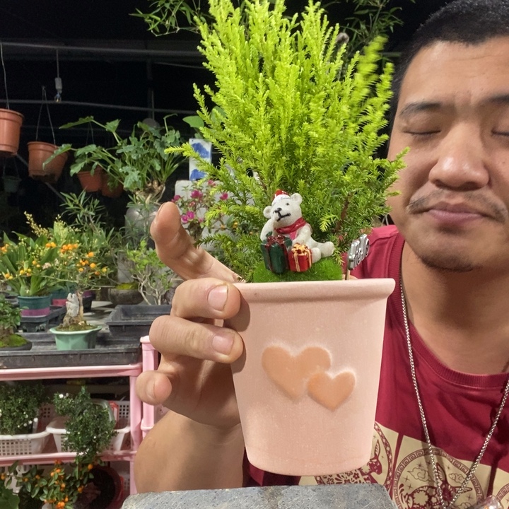 以实际为准直冲脑瓜门子香松一盆，所见即所得。