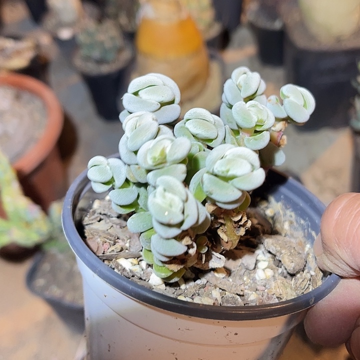 满38包邮2天凑单，脱土晾根发货多肉植物托尼