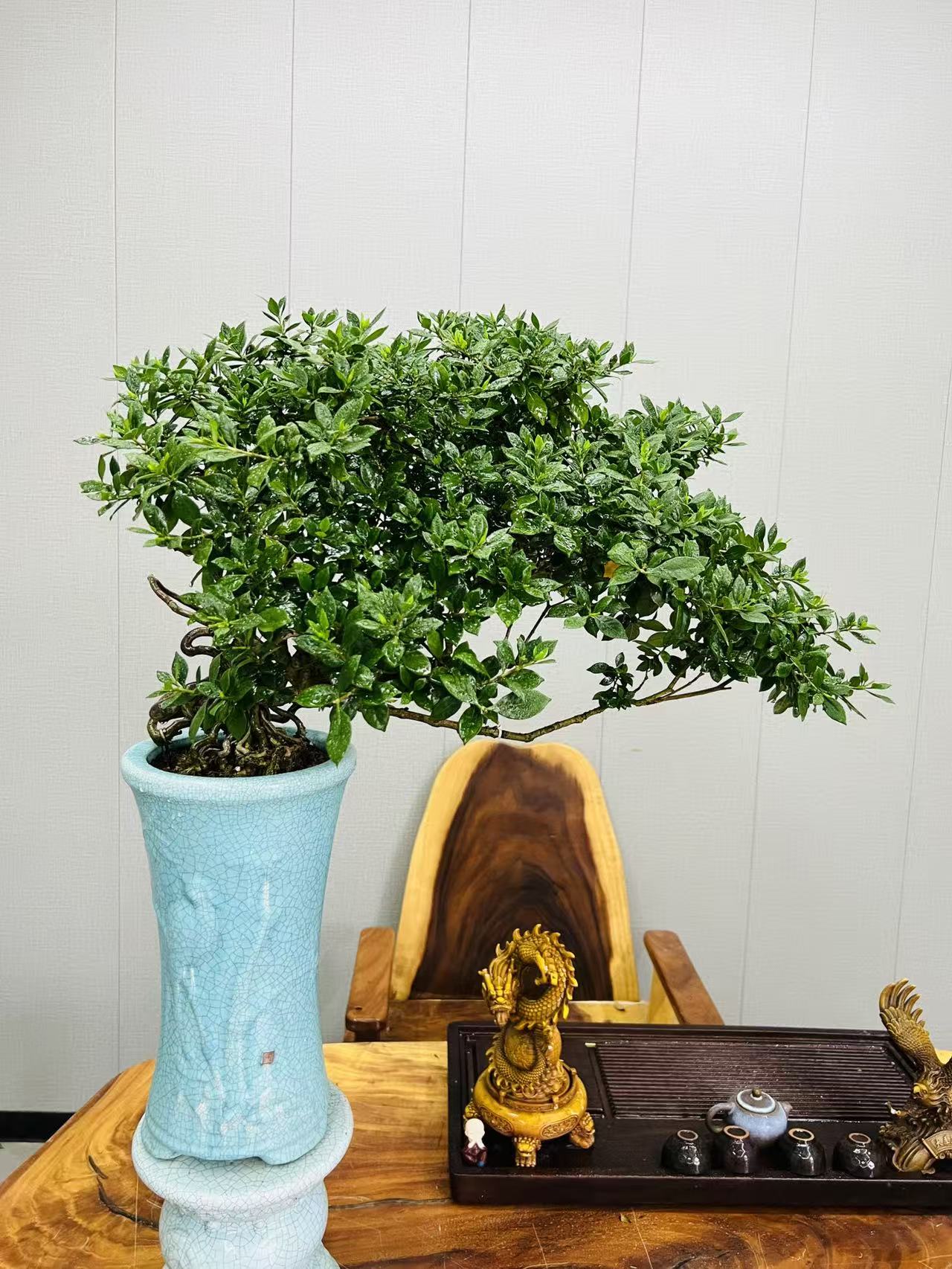 特级老桩海岛栀子花意境盆景盆栽室内四季常青净化空气新中式绿植