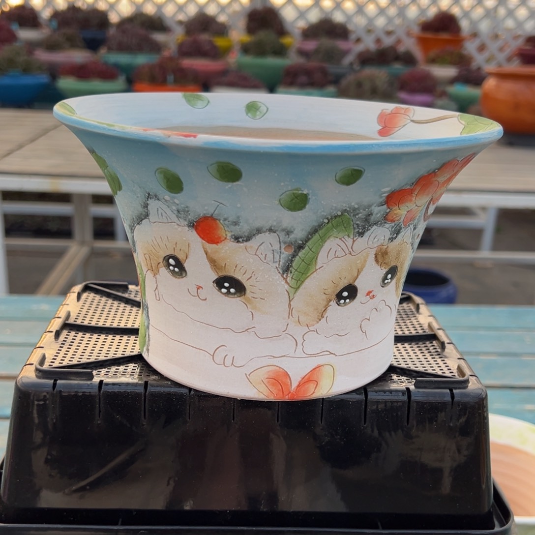 从前慢多肉精选编号0122.113