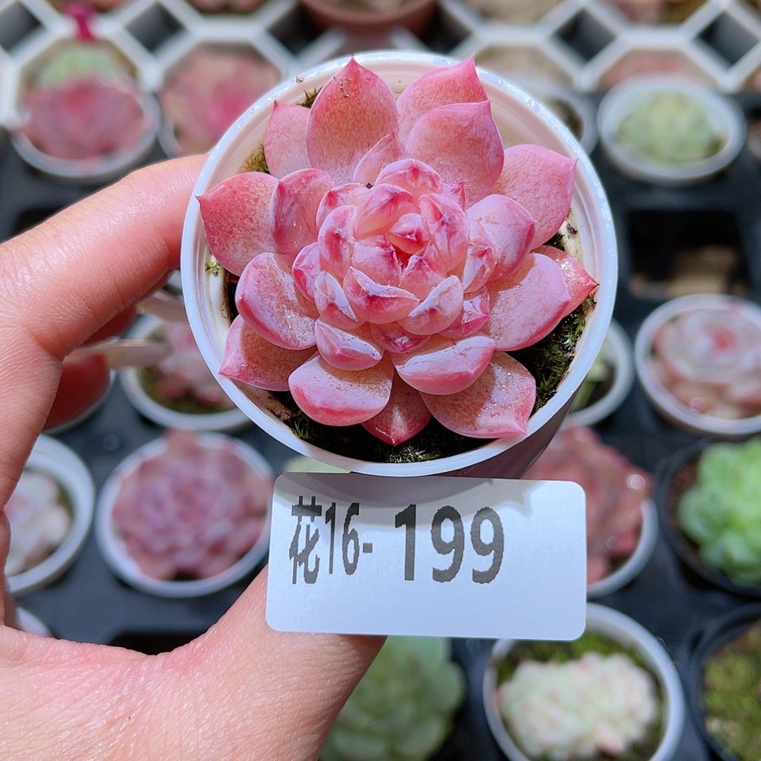 花利美16-199果汁